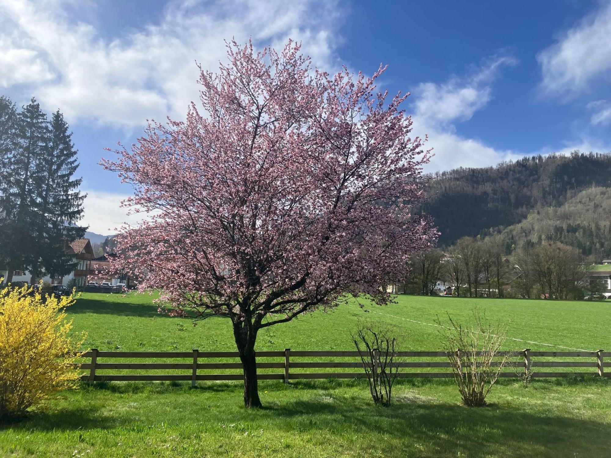 Open Garden Mountain Lodge Oberaudorf Dış mekan fotoğraf